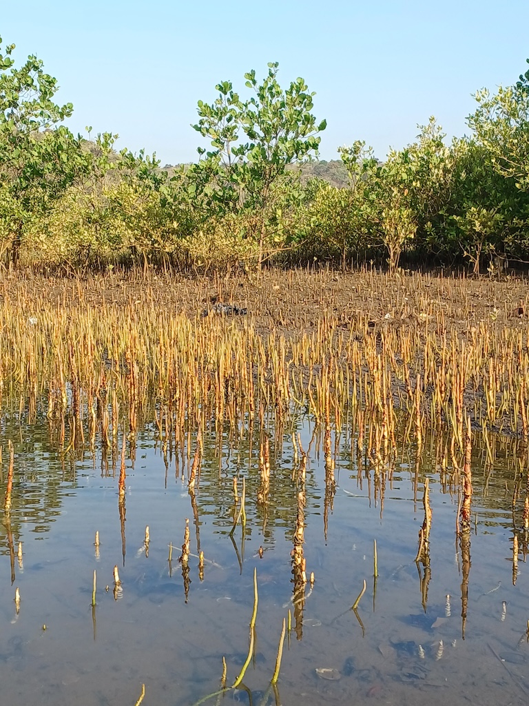 Best Mangrove Safari in Malvan Number 1